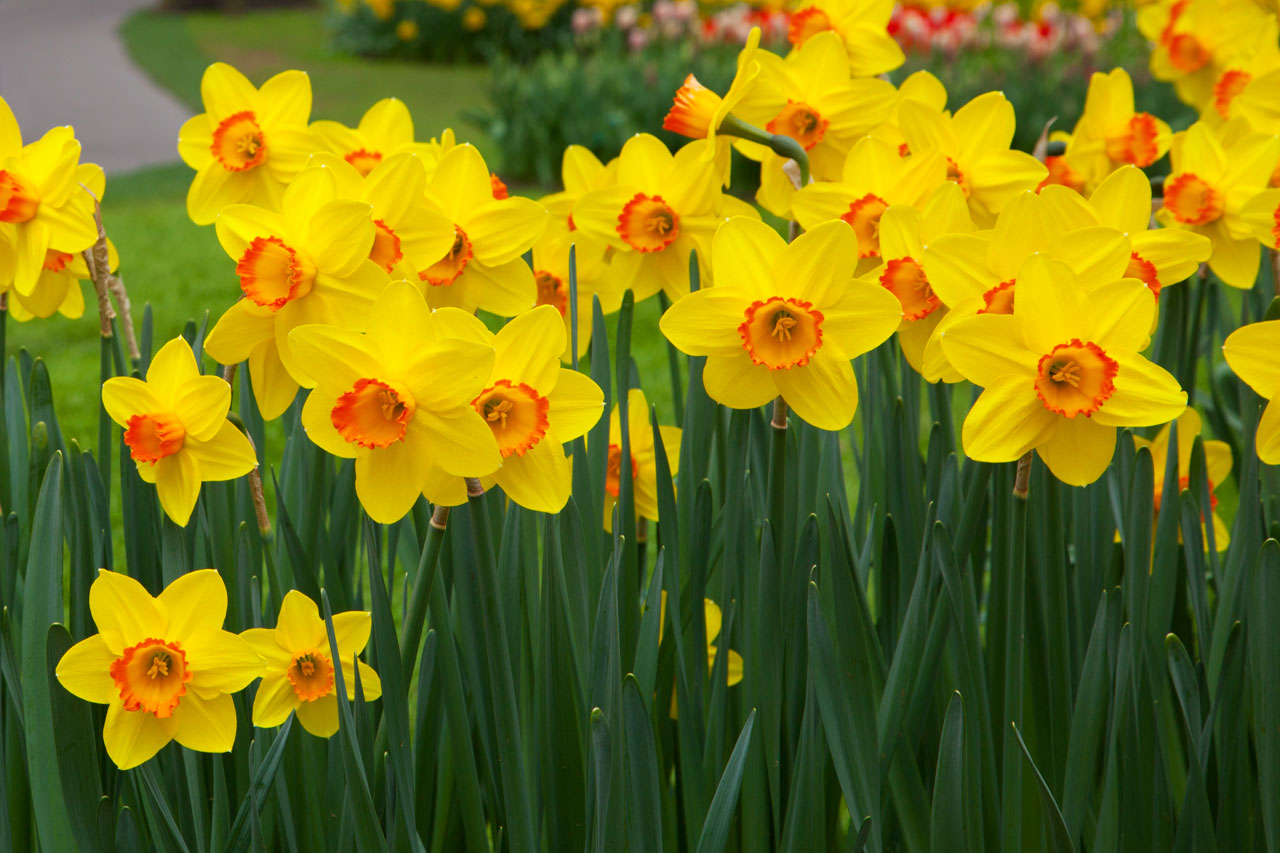 April is #DaffodilMonth
